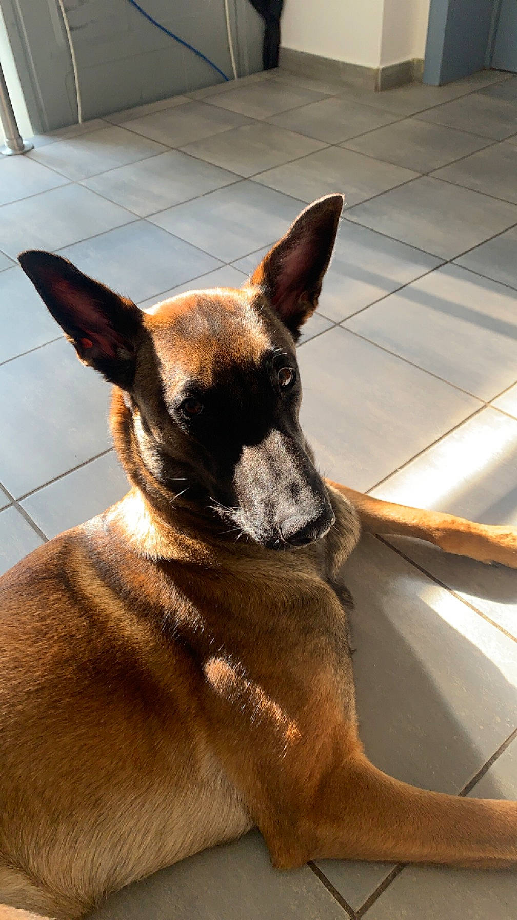 Utta a rejoint le concours — aidez-le/la à gagner de superbes lots ! canidae, carnivore, collar, companion_dog, dog, dog_breed, dog_collar, dog_supply, fawn, flooring, fur, non_sporting_group, paw, sporting_group, tile_flooring, whiskers, working_animal, working_dog