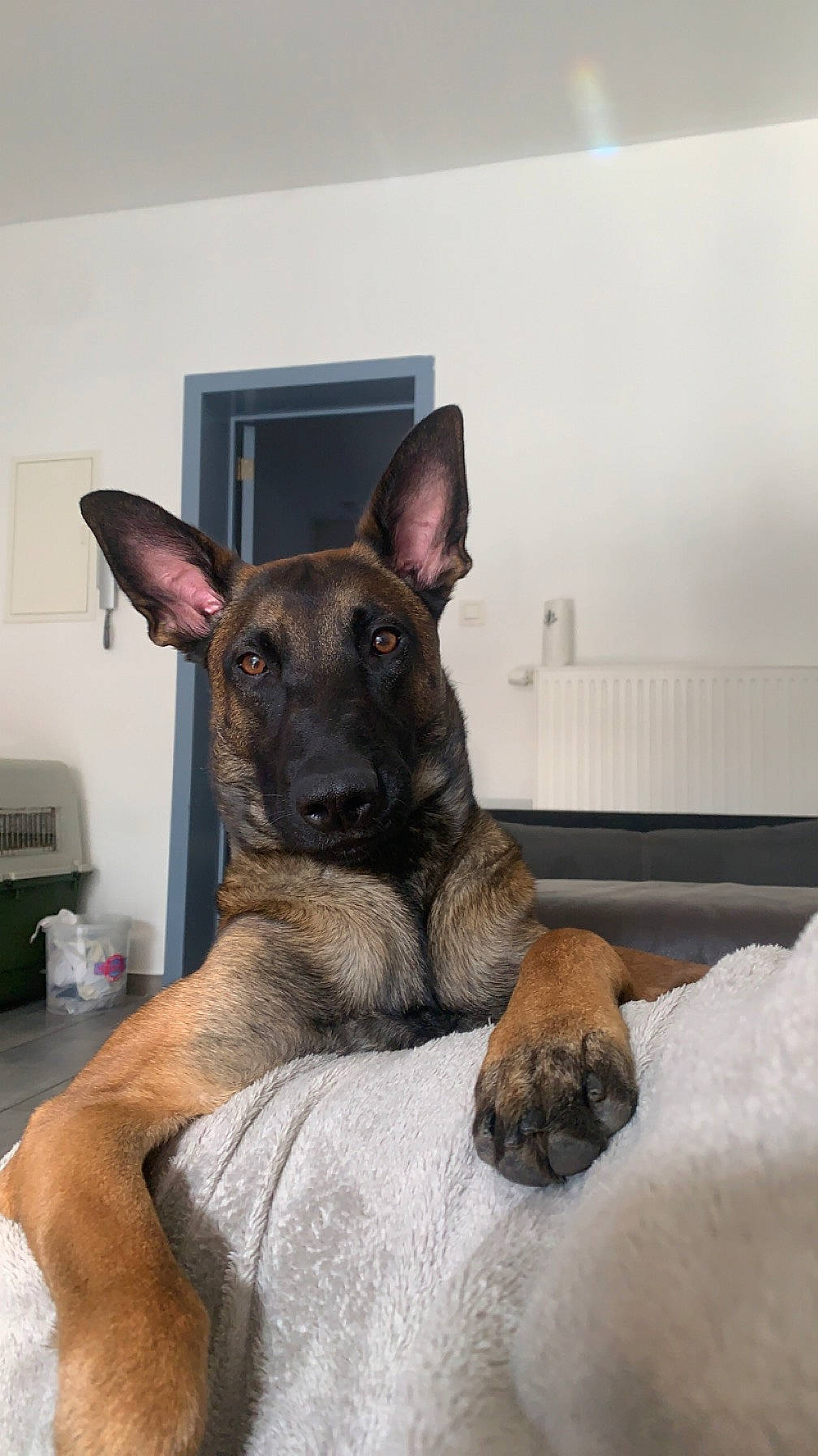 Utta a rejoint le concours — aidez-le/la à gagner de superbes lots ! canidae, carnivore, comfort, companion_dog, dog, dog_breed, fawn, german_shepherd_dog, guard_dog, non_sporting_group, snout, sporting_group, terrestrial_animal, treeing_tennessee_brindle, working_animal, working_dog