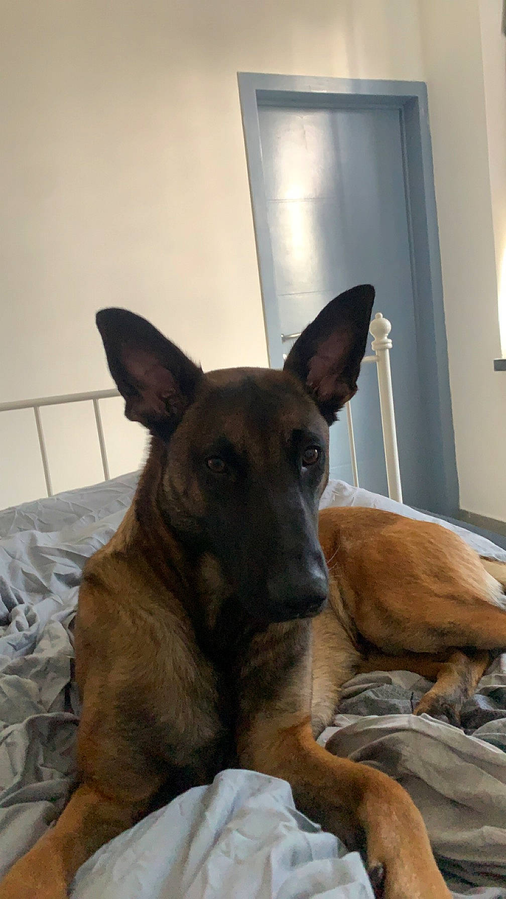 Utta a rejoint le concours — aidez-le/la à gagner de superbes lots ! canidae, carnivore, comfort, companion_dog, curtain, dog, dog_breed, fawn, flooring, herding_dog, room, snout, sporting_group, terrestrial_animal, whiskers, window, window_blind, wood, working_animal, working_dog