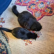 Maxine joined the competition — help win amazing prizes! cat, black_cat, fluffy, pet, animal, indoor, rug, patterned_rug, colorful, feline, resting, two_cats, cozy, domestic, cute, fur, tail, floor, household, companion