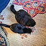 cat, black_cat, fluffy, pet, animal, indoor, rug, patterned_rug, colorful, feline, resting, two_cats, cozy, domestic, cute, fur, tail, floor, household, companion