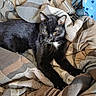 cat, black_cat, animal, pet, feline, blanket, fabric, indoor, cozy, resting, fur, whiskers, relaxed, sleepy, pattern, box, colorful, comfort, domestic_animal, closeup