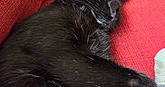 Maxine joined the competition — help win amazing prizes! animal, black_cat, blanket, cat, closeup, comfort, couch, cozy, domestic_cat, feline, fur, indoor, nap, paw, pet, red_couch, relaxation, resting, sleeping, soft_texture