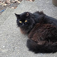 Fat is registered to the contest to win money with this photo: cat, black_cat, fluffy, yellow_eyes, outdoor, concrete, step, fallen_leaves, autumn, plant_pot, curious, pet, animal, fur, resting, side_view, nature, closeup, daylight, quiet