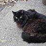cat, black_cat, fluffy, yellow_eyes, outdoor, concrete, step, fallen_leaves, autumn, plant_pot, curious, pet, animal, fur, resting, side_view, nature, closeup, daylight, quiet