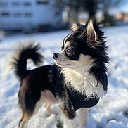 Oreo Drollet participe au concours pour gagner de l'argent avec cette photo : dog, chihuahua, snow, outdoors, pet, animal, fur, small_dog, black_and_white, winter, sunlight, curious, alert, standing, nature, mammal, canine, portrait, daylight, cute