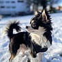 dog, chihuahua, snow, outdoors, pet, animal, fur, small_dog, black_and_white, winter, sunlight, curious, alert, standing, nature, mammal, canine, portrait, daylight, cute