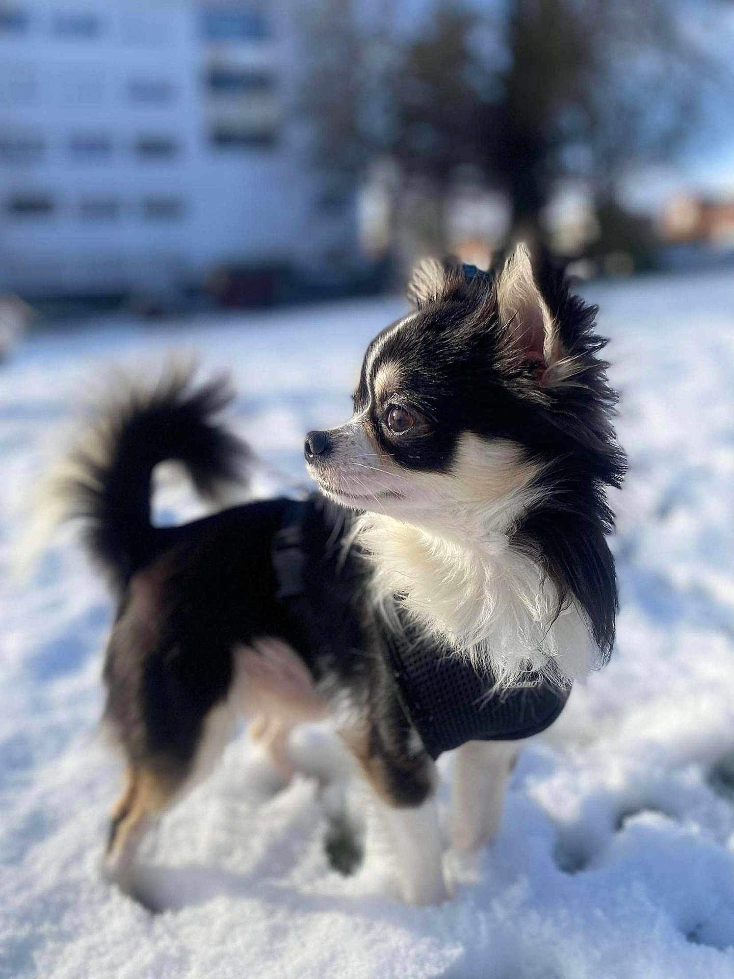 Oreo Drollet participe au concours pour gagner de l'argent avec cette photo : dog, chihuahua, snow, outdoors, pet, animal, fur, small_dog, black_and_white, winter, sunlight, curious, alert, standing, nature, mammal, canine, portrait, daylight, cute