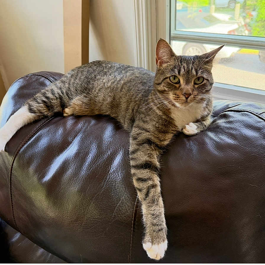 Sybil Snow is registered to the contest to win money with this photo: animal, cat, cozy, daylight, domestic_cat, feline, fur, household, indoor, leather_couch, living_room, paw, pet, relaxed, resting, sunlight, tabby, white_paws, window, window_screen