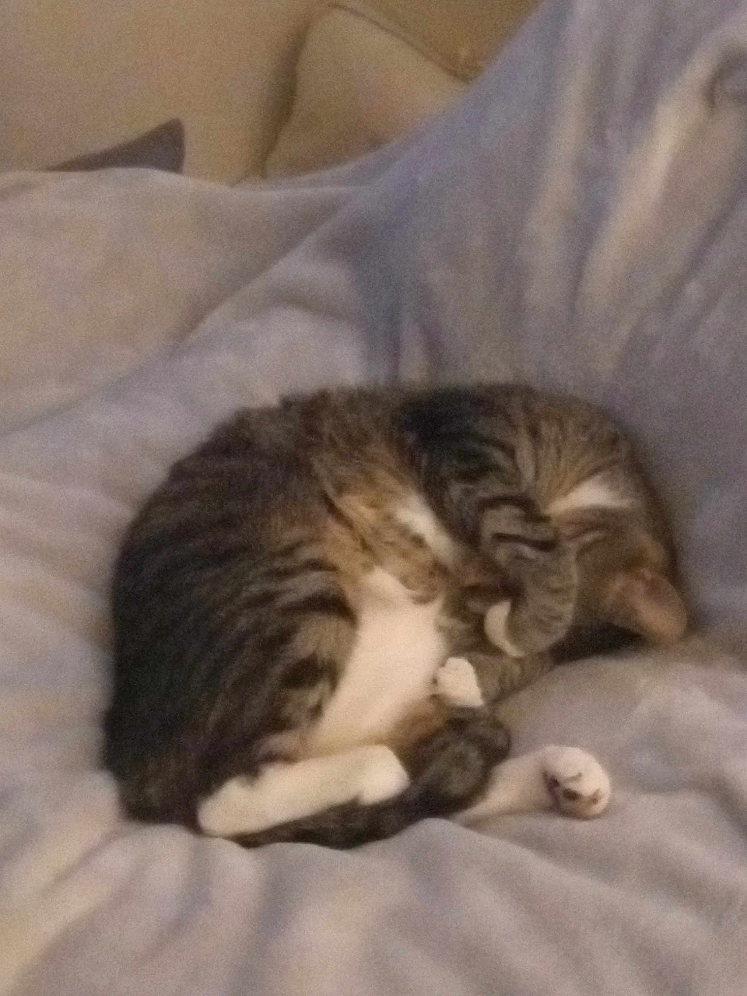 Max