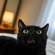 Raisin is registered to the contest to win money with this photo: animal, bed, black_cat, cat, close_up, curious, domestic_cat, fangs, feline, fur, indoor, lamp, mirror, pet, soft_light, surprised_expression, whiskers, white_bedspread, wide_eyes, yellow_eyes