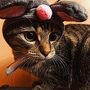Jessie is registered to the contest to win money with this photo: american_shorthair, asian, carnivore, cat, devon_rex, domestic_short_haired_cat, european_shorthair, felidae, fur, german_rex, kitten, mammal, ocicat, oriental_longhair, oriental_shorthair, rex_cat, small_to_medium_sized_cats, snout, tabby_cat, whiskers