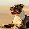 dog, canine, pet, beach, sand, sunset, outdoor, animal, tongue_out, relaxed, happy, brown, white, short_hair, lying_down, nature, warm_light, portrait, daytime, muzzle