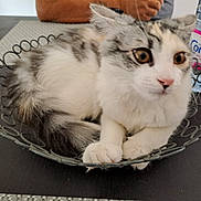 Uxie a rejoint le concours — aidez-le/la à gagner de superbes lots ! bottle, box, carnivore, cat, claw, comfort, domestic_short_haired_cat, drink, drinking_water, felidae, fur, paw, photo_caption, plastic_bottle, small_to_medium_sized_cats, tableware, tail, water_bottle, whiskers