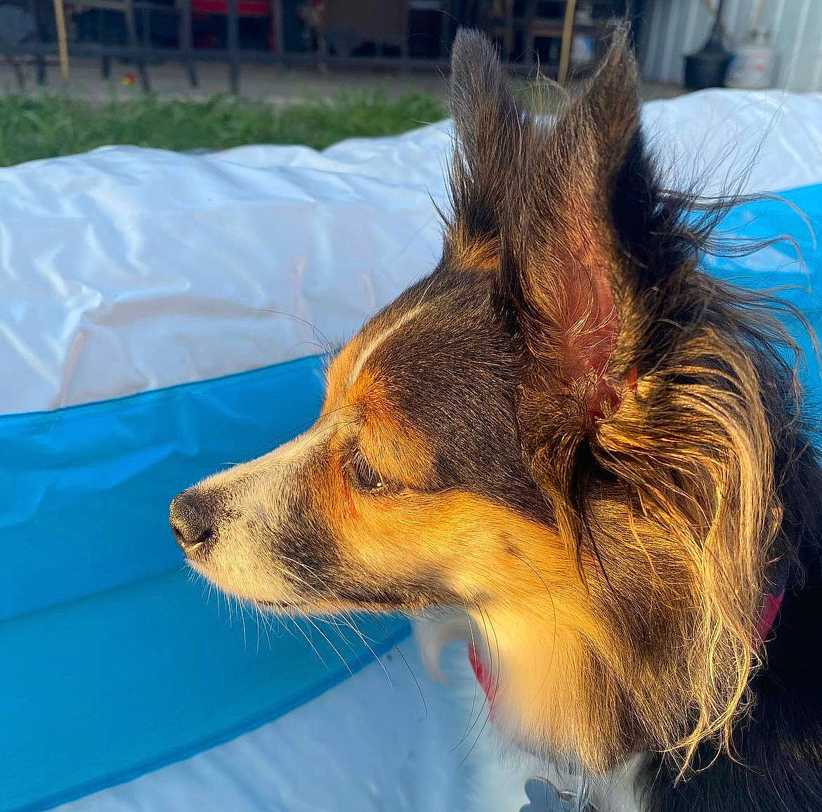 Bella joined the competition — help win amazing prizes! canidae, carnivore, collar, companion_dog, dog, dog_breed, dog_supply, electric_blue, fawn, fur, grass, scotch_collie, snout, sporting_group, tail, terrestrial_animal, whiskers, wildlife, windshield, working_dog