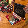 cat, ginger_cat, christmas_tree, fireplace, stockings, holiday_decorations, rug, snowman, wood_floor, santa_figurine, north_pole_sign, wheelbarrow, toy_wagon, lights, ornaments, festive, indoor, cozy, decor, holiday