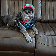 Waddles joined the competition — help win amazing prizes! black_dog, canine, couch, cute, dog, elf_hat, eyes, face, fur, hardwood_floor, harness, holiday_hat, indoor, leather_couch, living_room, lying_down, paw, pet, small_dog, smile