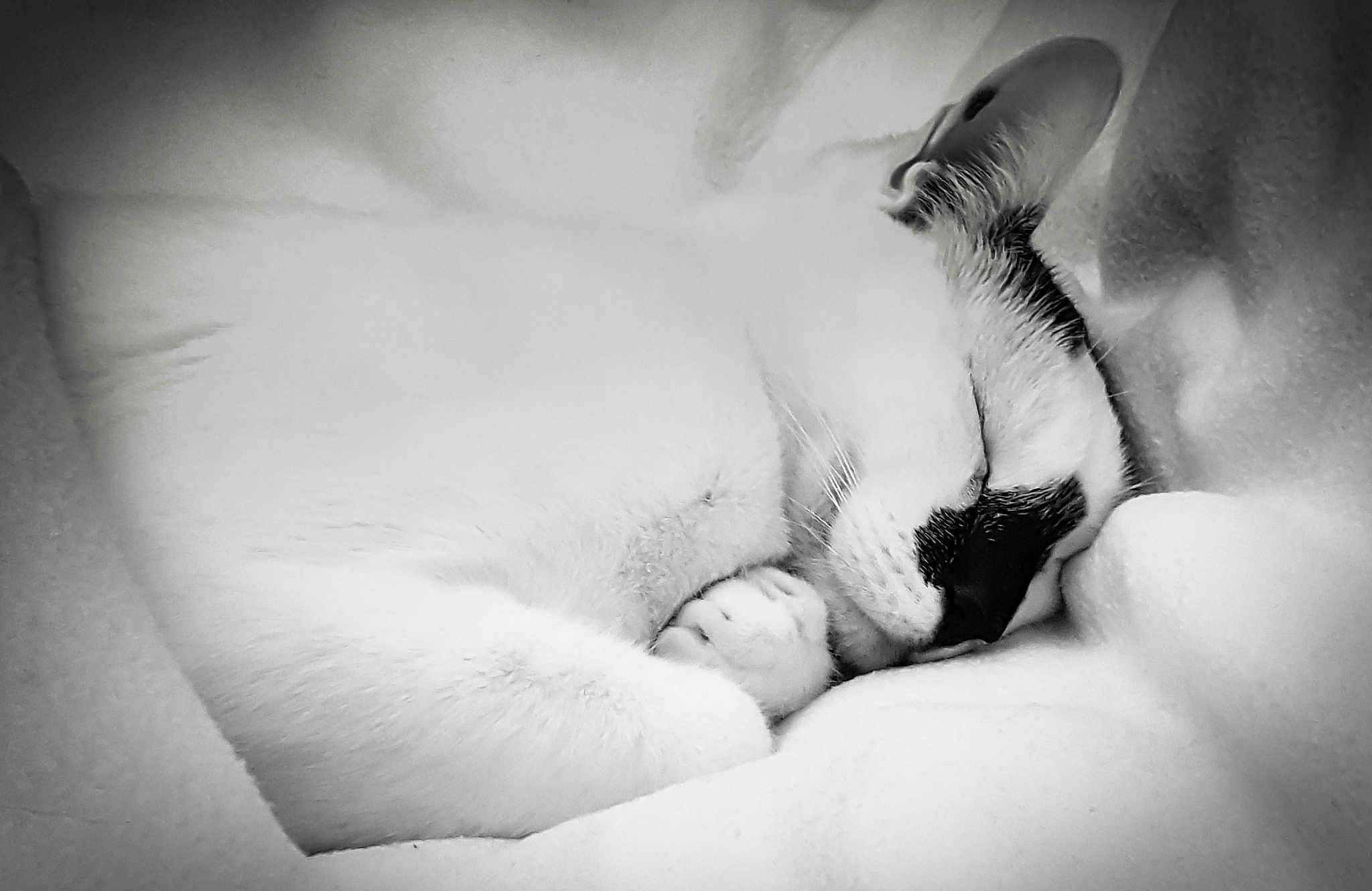 Chatchat