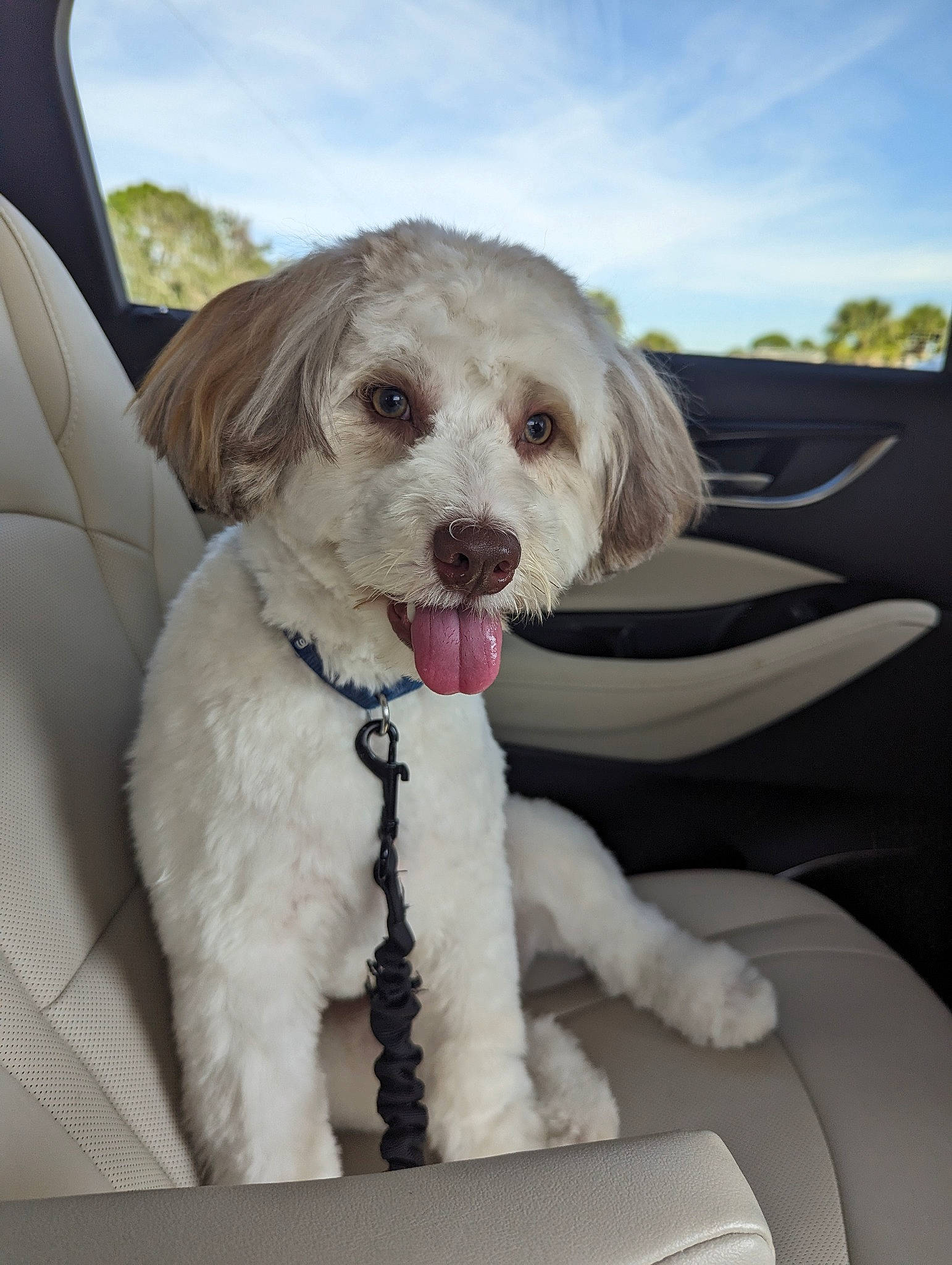 Sonny is registered to the contest to win money with this photo: car, car_seat, car_seat_cover, carnivore, cloud, collar, companion_dog, dog, dog_breed, dog_collar, eyewear, labradoodle, motor_vehicle, poodle, seat_belt, sky, toy_dog, vehicle, vehicle_door, water_dog