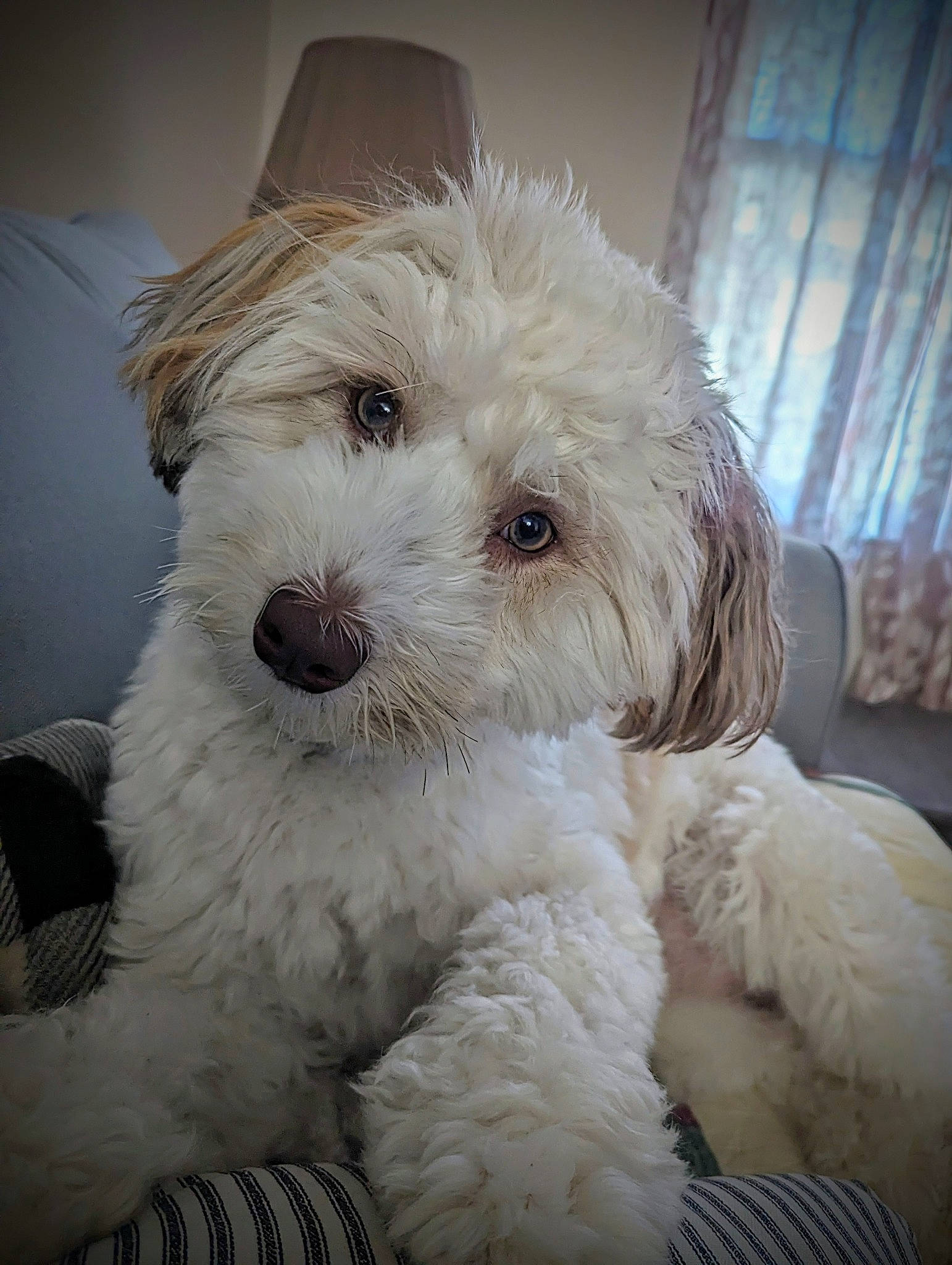 Sonny joined the competition — help win amazing prizes! canidae, carnivore, companion_dog, curtain, dog, dog_breed, eye, fur, labradoodle, maltepoo, non_sporting_group, poodle, puppy, small_terrier, snout, sporting_group, terrier, toy_dog, water_dog, working_animal