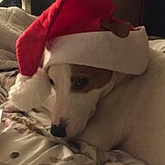 Milkshake is registered to the contest to win money with this photo: dog, santa_hat, pet, indoor, blanket, resting, brown_and_white, holiday, cute, cozy, animal, bedroom, soft_lighting, calm, shy, close_up, canine, domestic_animal, fabric, winter