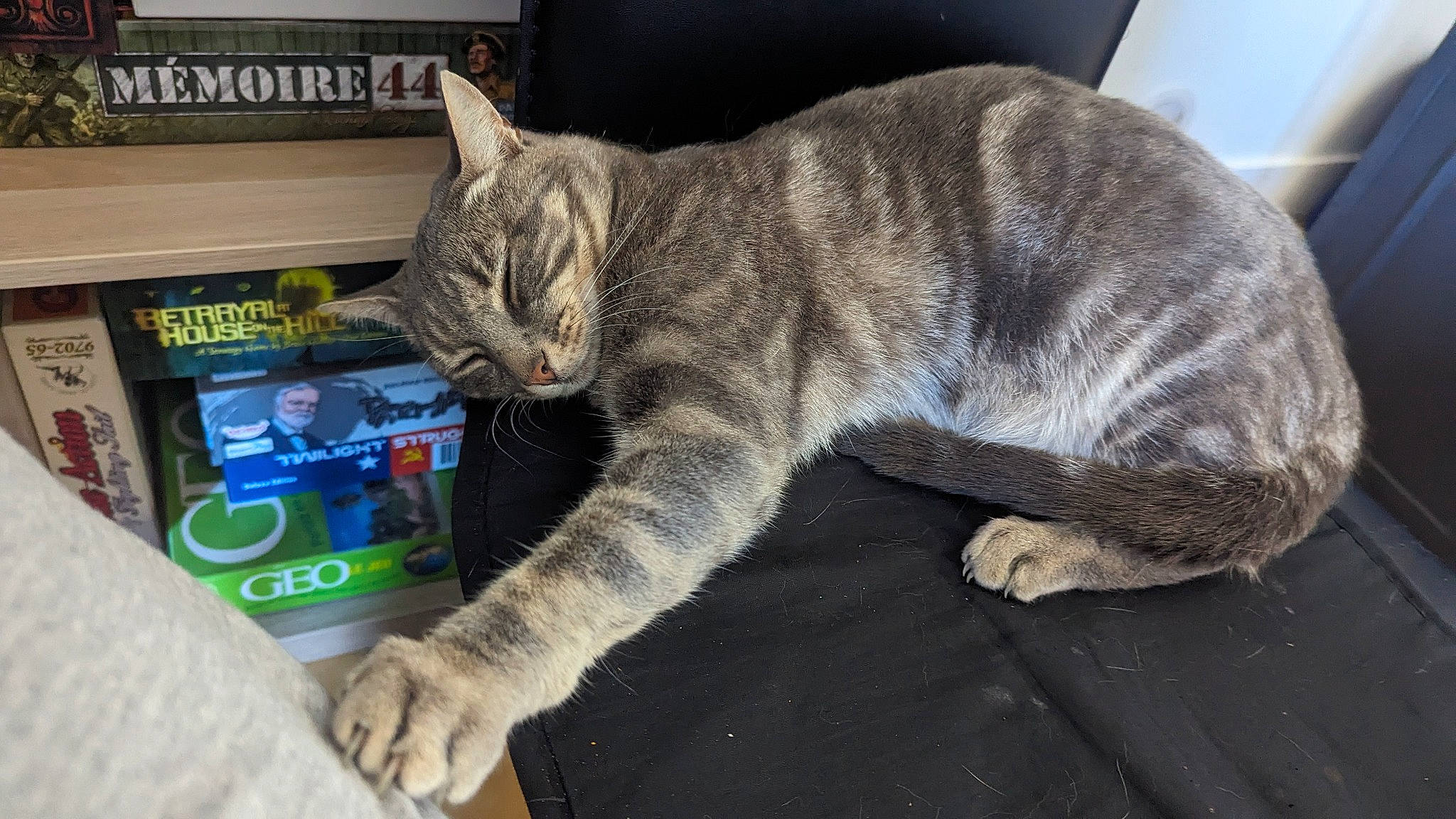 Rhapsody a rejoint le concours — aidez-le/la à gagner de superbes lots ! box, carnivore, cat, claw, domestic_short_haired_cat, felidae, fur, nap, paw, small_to_medium_sized_cats, snout, tail, whiskers