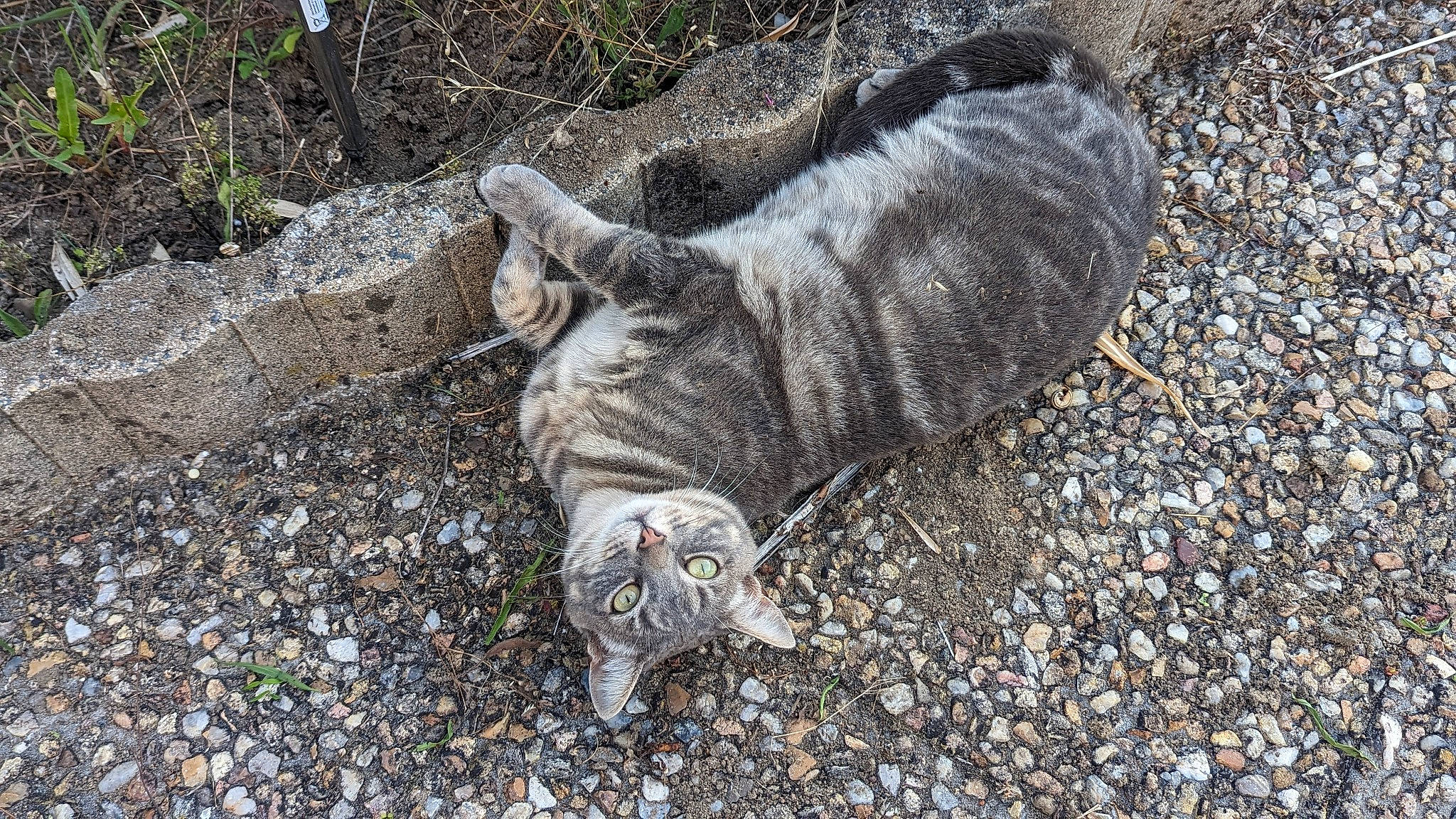 Rhapsody participe au concours pour gagner de l'argent avec cette photo : asphalt, bedrock, carnivore, cat, claw, domestic_short_haired_cat, felidae, fur, grass, groundcover, paw, road_surface, rock, small_to_medium_sized_cats, soil, tail, terrestrial_animal, whiskers, wildlife, wood