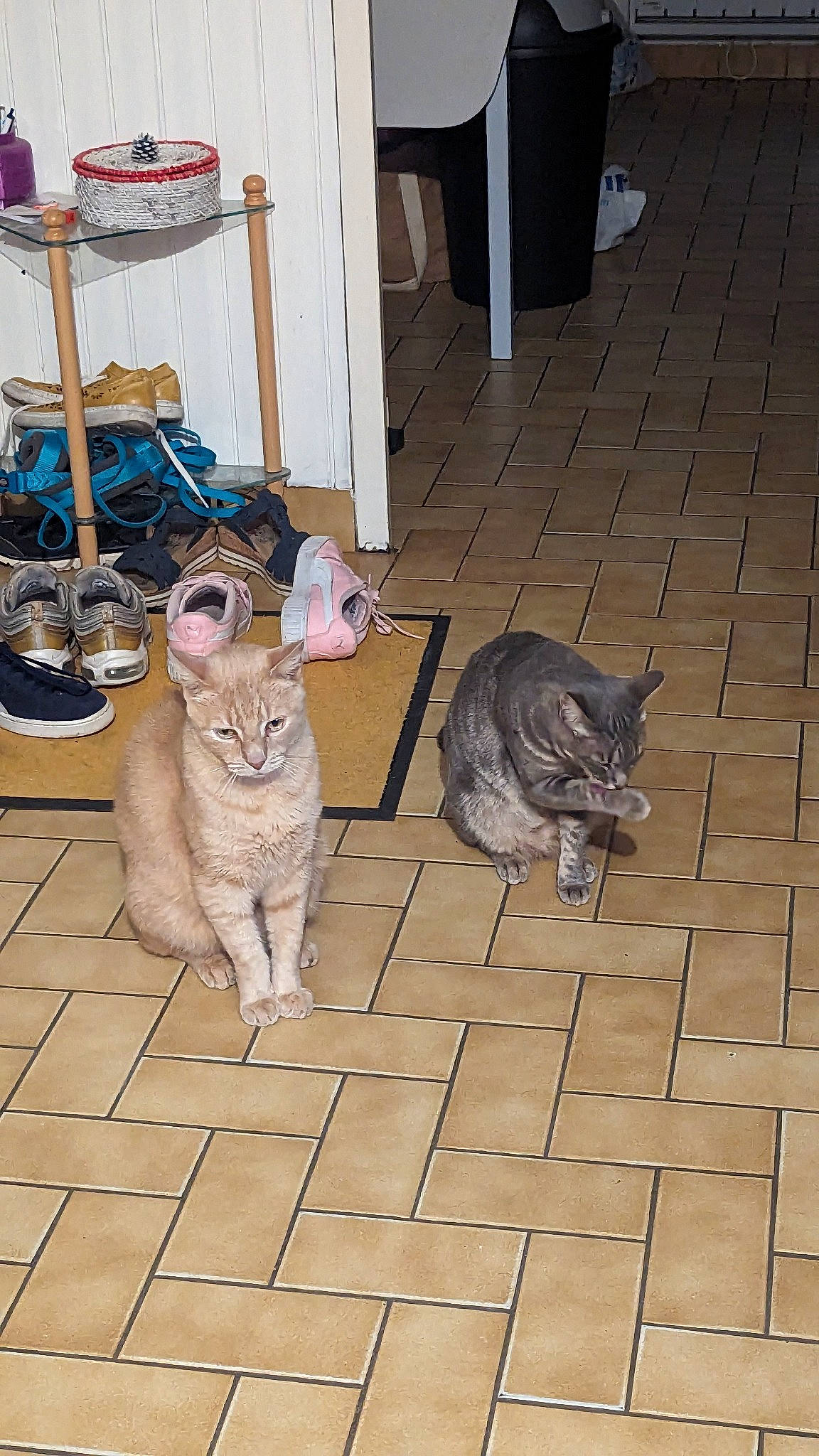 Rhapsody a rejoint le concours — aidez-le/la à gagner de superbes lots ! carnivore, cat, cat_supply, domestic_short_haired_cat, fawn, felidae, floor, flooring, fur, grey, hardwood, paw, pet_supply, sitting, small_to_medium_sized_cats, snout, tail, terrestrial_animal, whiskers, wood