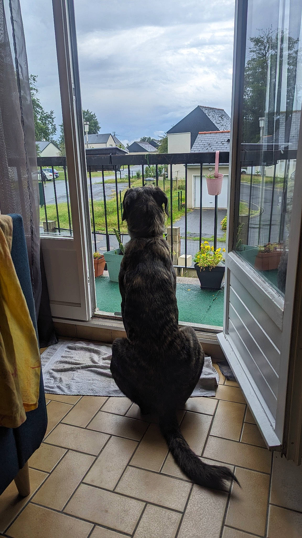 T-rex a rejoint le concours — aidez-le/la à gagner de superbes lots ! building, carnivore, cloud, comfort, companion_dog, dog, dog_breed, floor, flooring, fur, house, interior_design, leisure, plant, room, sky, sporting_group, table, tail, window