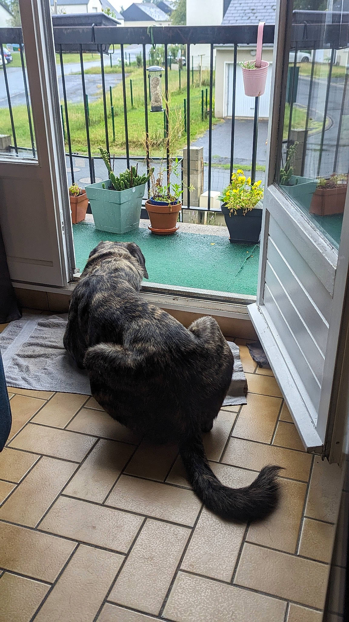T-rex participe au concours pour gagner de l'argent avec cette photo : carnivore, comfort, companion_dog, dog, dog_breed, felidae, fence, floor, flooring, flowerpot, fur, hardwood, houseplant, plant, room, small_to_medium_sized_cats, sporting_group, tail, terrestrial_animal, wood