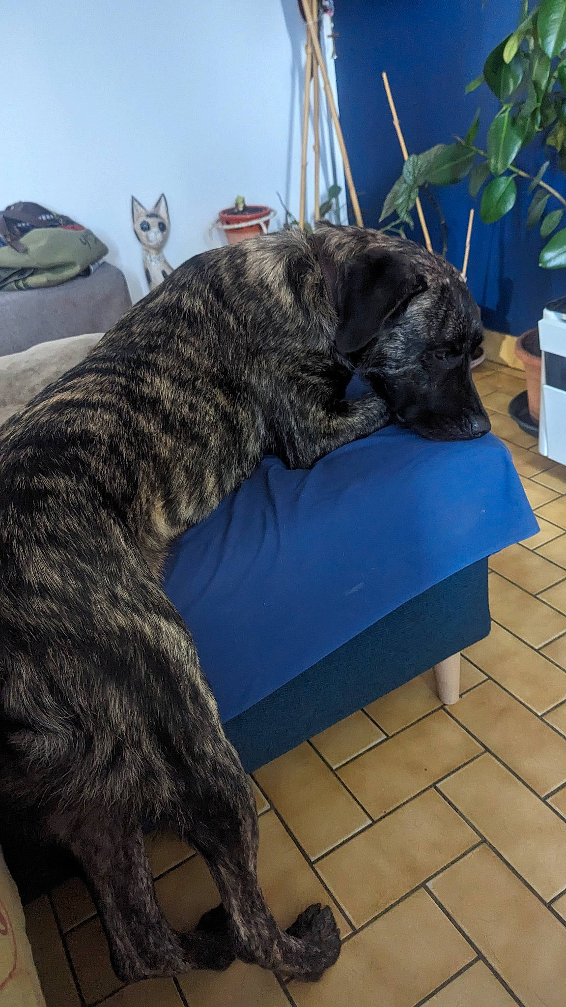 T-rex a rejoint le concours — aidez-le/la à gagner de superbes lots ! canidae, carnivore, cimarron_uruguayo, comfort, companion_dog, dog, dog_breed, felidae, flooring, flowerpot, fur, guard_dog, houseplant, plant, plott_hound, small_to_medium_sized_cats, sporting_group, tail, terrestrial_animal, treeing_tennessee_brindle