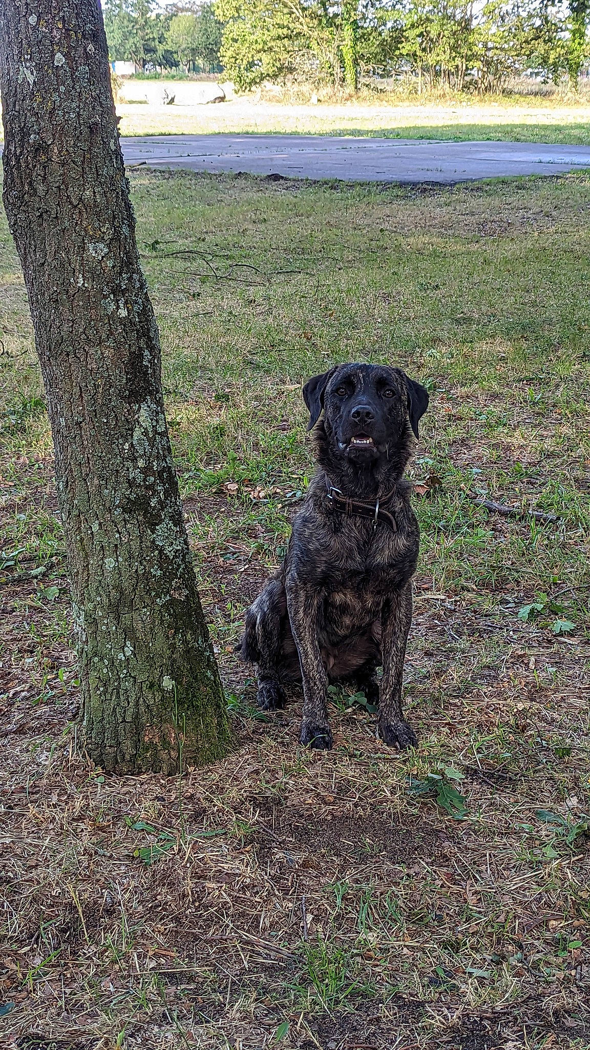 T-rex participe au concours pour gagner de l'argent avec cette photo : canidae, carnivore, companion_dog, dog, dog_breed, grass, grassland, groundcover, gun_dog, plant, pointing_breed, snout, soil, tail, terrestrial_animal, tree, trunk, water_dog, wood, working_animal