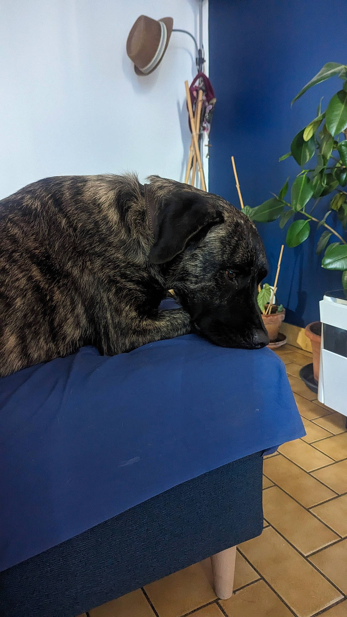 T-rex a rejoint le concours — aidez-le/la à gagner de superbes lots ! canidae, carnivore, cat, comfort, dog_breed, domestic_short_haired_cat, electric_blue, felidae, flooring, flowerpot, fur, houseplant, nap, plant, room, small_to_medium_sized_cats, sporting_group, tail, terrestrial_animal, whiskers