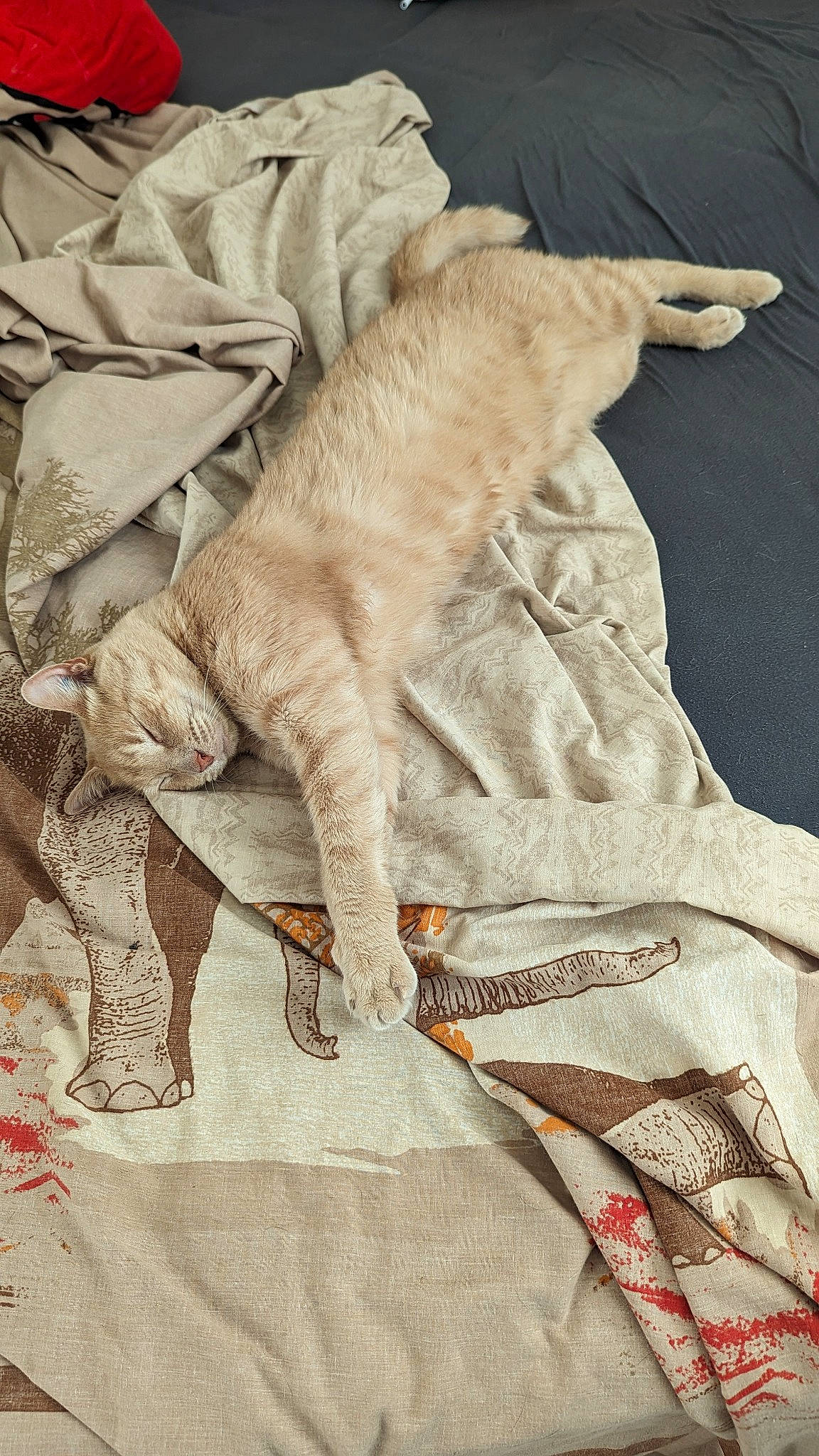 Mogwaï participe au concours pour gagner de l'argent avec cette photo : canidae, carnivore, cat, claw, comfort, domestic_short_haired_cat, duvet, fawn, felidae, fur, linens, nap, pattern, sleep, sleeve, small_to_medium_sized_cats, sporting_group, tail, whiskers, wood