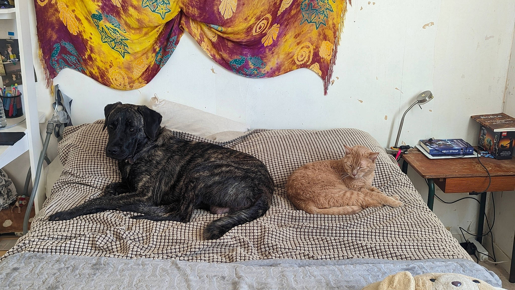 Mogwaï a rejoint le concours — aidez-le/la à gagner de superbes lots ! art, bed_sheet, bedding, bedroom, carnivore, comfort, companion_dog, curtain, dog, dog_breed, felidae, flooring, fur, linens, room, tail, telephone, visual_arts, wood, working_animal