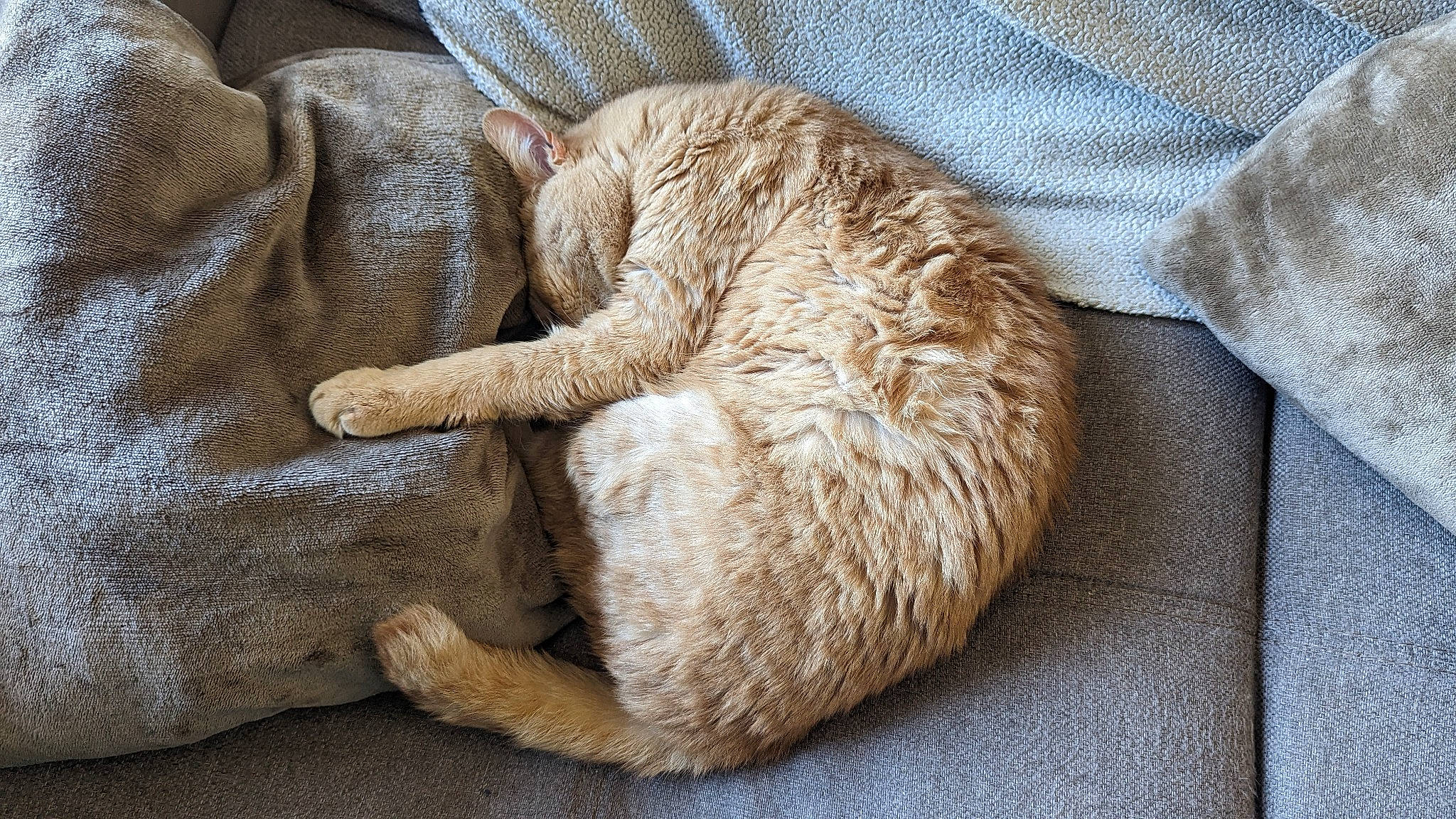 Mogwaï a rejoint le concours — aidez-le/la à gagner de superbes lots ! canidae, carnivore, cat, cat_bed, cat_supply, claw, comfort, domestic_short_haired_cat, felidae, fur, linens, liver, nap, small_to_medium_sized_cats, sporting_group, tail, terrestrial_animal, whiskers, wildlife, wood