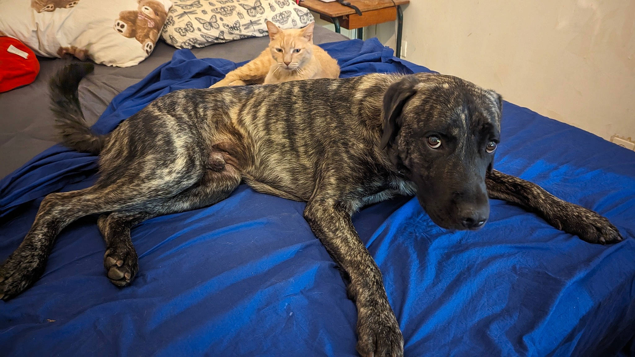 Mogwaï participe au concours pour gagner de l'argent avec cette photo : canidae, carnivore, cimarron_uruguayo, comfort, companion_dog, dog, dog_breed, fawn, great_dane, guard_dog, mammal, non_sporting_group, sporting_group, terrestrial_animal, treeing_tennessee_brindle, vertebrate, working_animal, working_dog