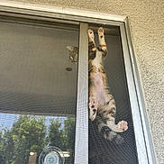 Roxie joined the competition — help win amazing prizes! animal, belly, cat, claw, climbing, curious, feline, glass, metal_frame, outdoor, paw, pet, pink_paws, playful, reflection, screen, texture, upside_down, vertical, window