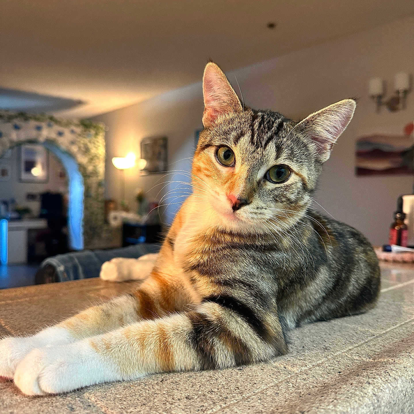 Roxie joined the competition — help win amazing prizes! animal, blurred_background, cat, close_up, countertop, curious, decor, ears, eyes, feline, home_interior, indoor, lighting, lounging, paws, pet, portrait, relaxed, tabby, whiskers