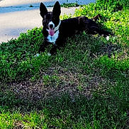 Sista joined the competition — help win amazing prizes! animal, black_and_white, canine, daytime, dog, ears_up, grass, greenery, happy, laying_down, nature, outdoor, pet, playful, relaxed, shadow, sidewalk, summer, sunlight, tongue_out