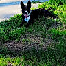 animal, black_and_white, canine, daytime, dog, ears_up, grass, greenery, happy, laying_down, nature, outdoor, pet, playful, relaxed, shadow, sidewalk, summer, sunlight, tongue_out