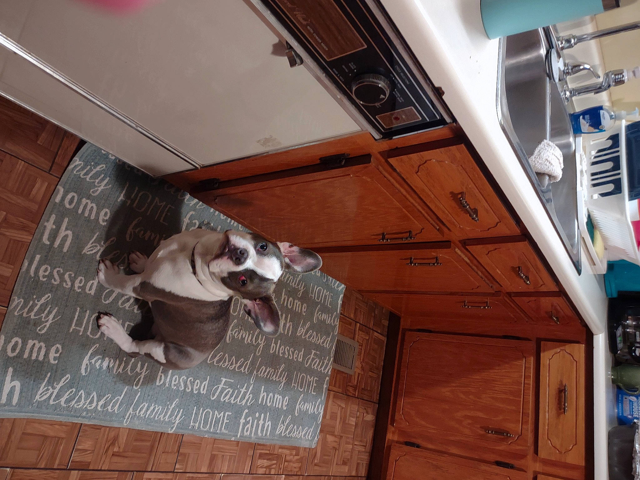 Bingo is registered to the contest to win money with this photo: art, brick, brickwork, brown, building, cabinetry, carnivore, companion_dog, dog, dog_breed, door, fawn, flooring, hardwood, house, room, sporting_group, window, wood, wood_stain