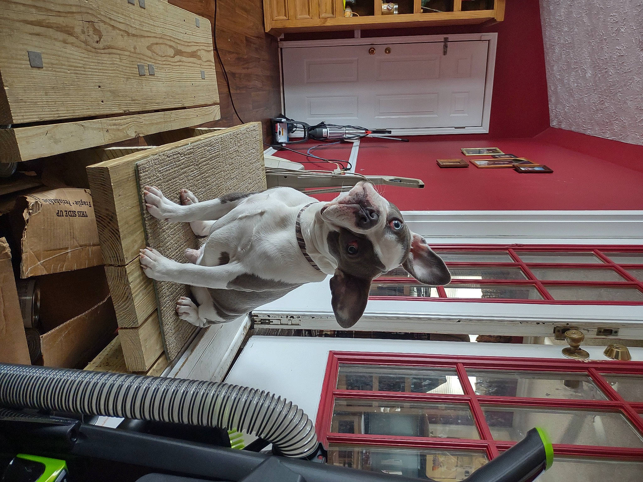 Bingo is registered to the contest to win money with this photo: art, automotive_design, automotive_wheel_system, bridle, carmine, fictional_character, flooring, horse, horse_tack, house, human_leg, machine, metal, motor_vehicle, pack_animal, room, sculpture, snout, wood, working_animal