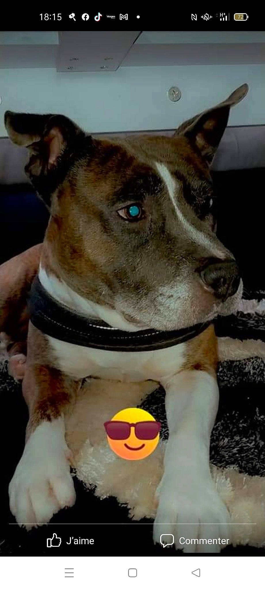 Jasko a rejoint le concours — aidez-le/la à gagner de superbes lots ! ancient_dog_breeds, canidae, carnivore, collar, companion_dog, dog, dog_breed, dog_collar, fawn, fur, giant_dog_breed, guard_dog, non_sporting_group, pet_supply, snout, sporting_group, stuffed_toy, whiskers, working_animal, working_dog