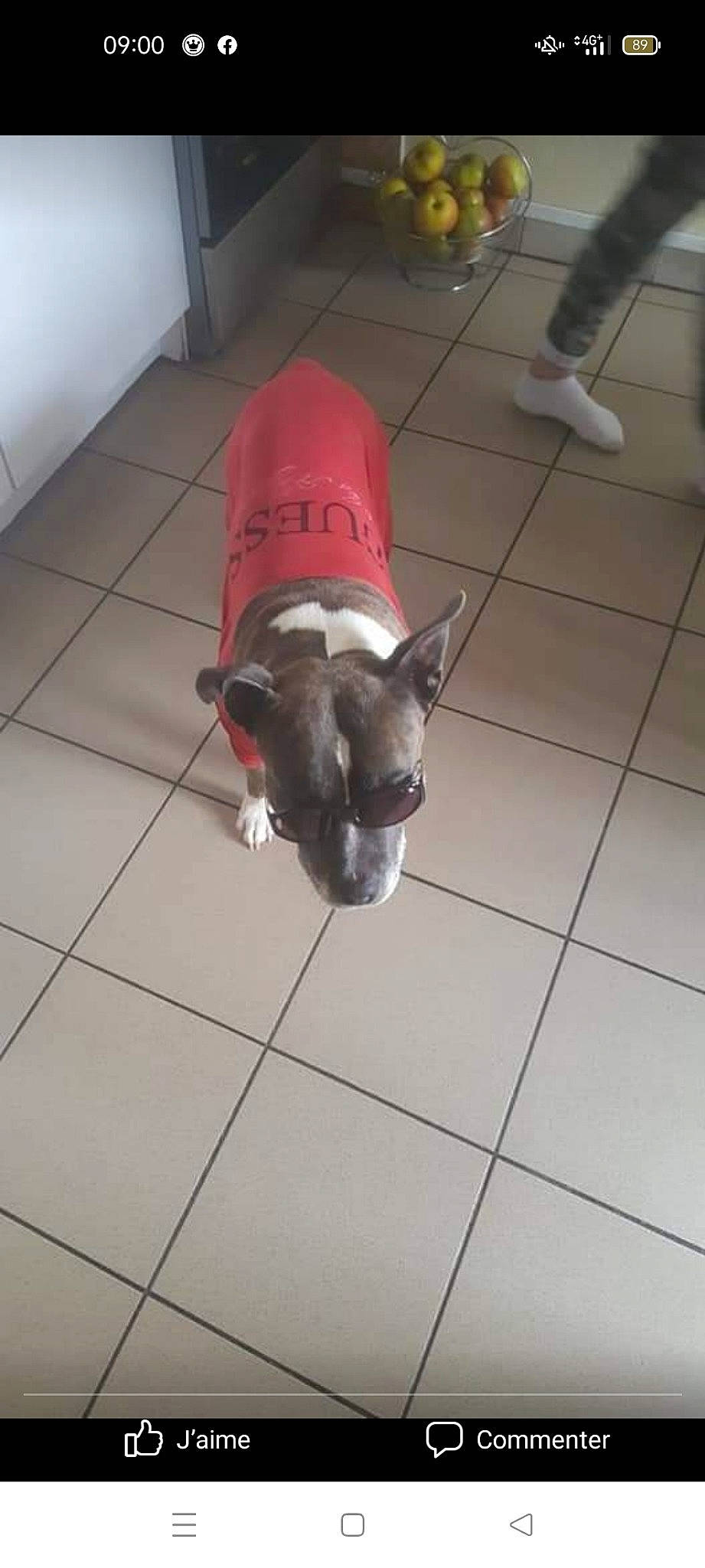 Jasko participe au concours pour gagner de l'argent avec cette photo : canidae, carmine, carnivore, companion_dog, composite_material, dog, dog_breed, fawn, floor, flooring, hardwood, liver, non_sporting_group, snout, sporting_group, tail, terrestrial_animal, tile, tile_flooring, working_animal