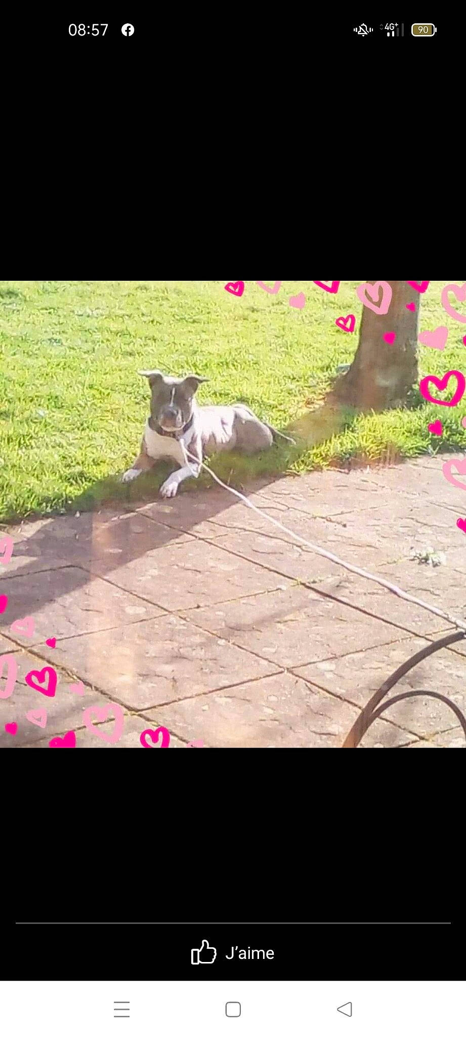 Jasko participe au concours pour gagner de l'argent avec cette photo : carnivore, companion_dog, dog_breed, fawn, felidae, flooring, font, grass, hardwood, leisure, line, magenta, plant, rectangle, sidewalk, small_to_medium_sized_cats, tail, tints_and_shades, whiskers, wood