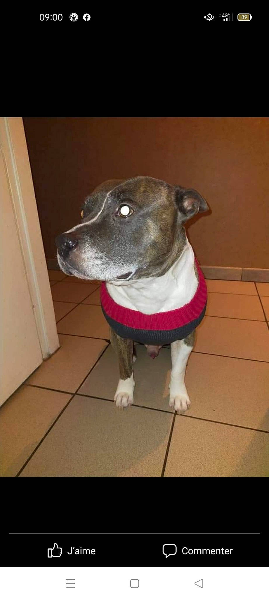 Jasko a rejoint le concours — aidez-le/la à gagner de superbes lots ! canidae, carnivore, collar, companion_dog, dog, dog_breed, dog_clothes, dog_collar, dog_supply, fawn, flooring, fur, hardwood, non_sporting_group, personal_protective_equipment, pet_supply, snout, sporting_group, whiskers, working_animal