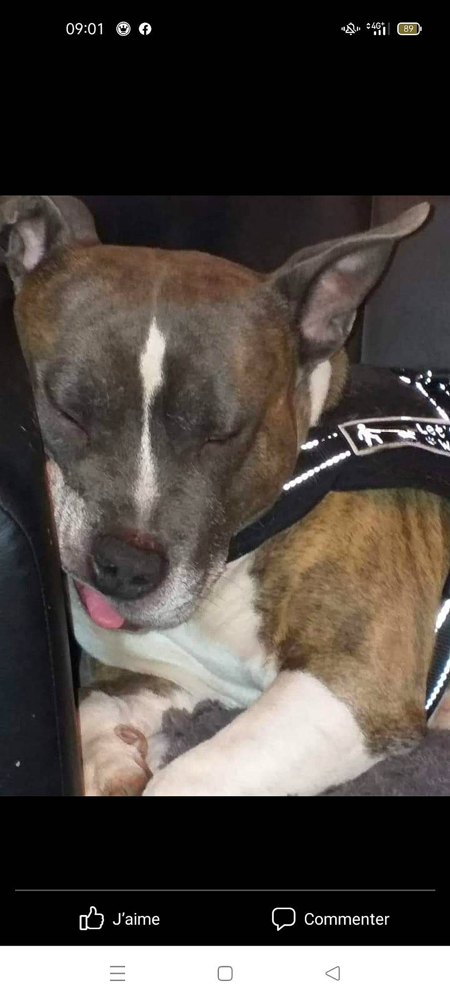 Jasko participe au concours pour gagner de l'argent avec cette photo : ancient_dog_breeds, canidae, carnivore, collar, companion_dog, dog, dog_breed, dog_collar, ear, fawn, fur, non_sporting_group, paw, puppy, snout, sporting_group, street_dog, whiskers, working_animal, working_dog