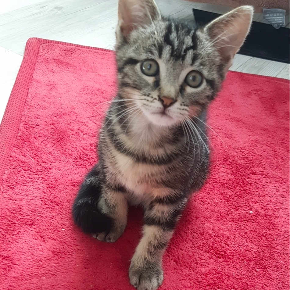 Pépite a rejoint le concours — aidez-le/la à gagner de superbes lots ! abyssinian, animal, applique, blanket, cat, cushion, den, egyptiancat, fashion, homedecor, indoors, kitten, manx, mat, pattern, pet, premiere, redcarpet, rug