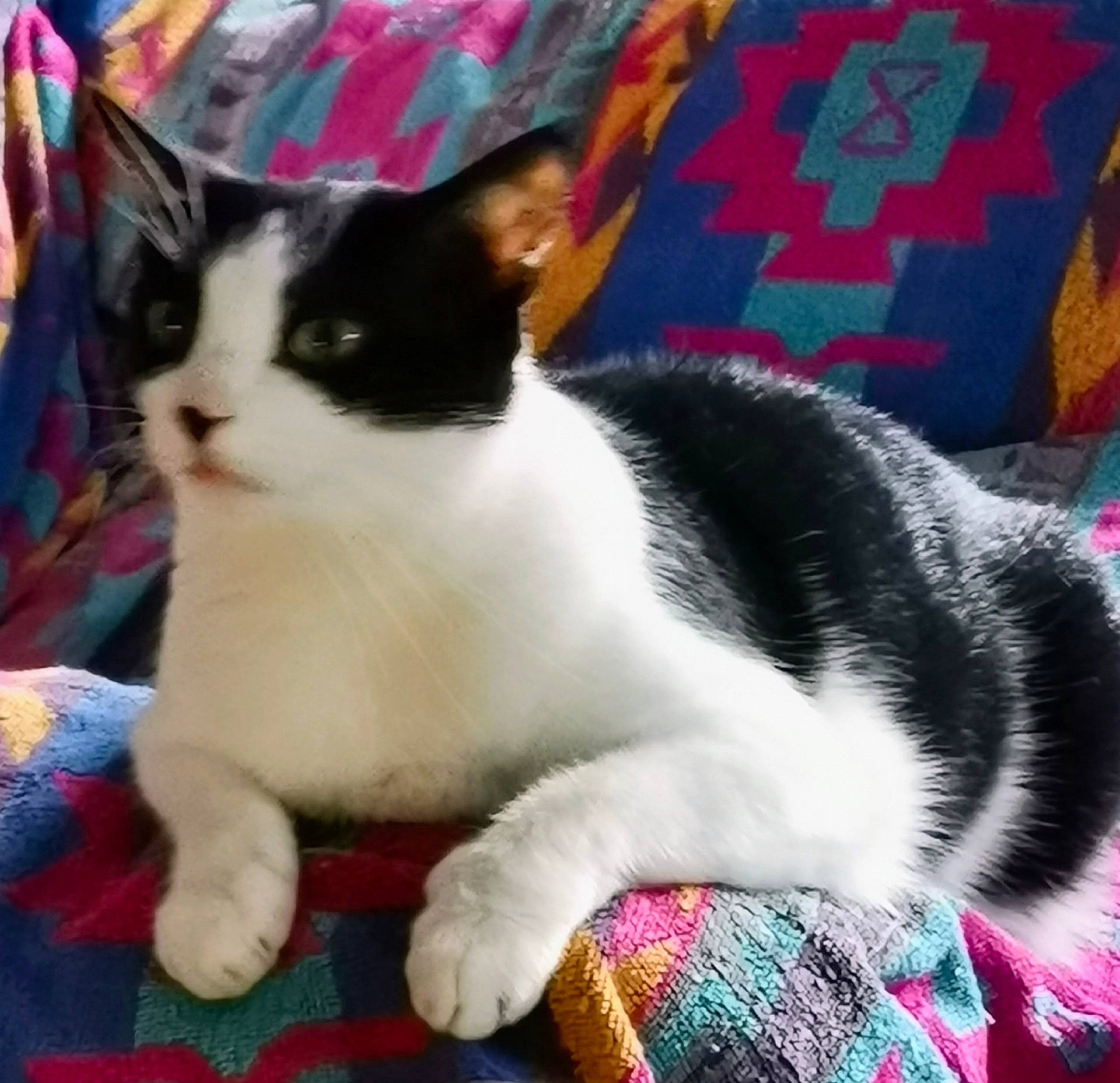 Minette participe au concours pour gagner de l'argent avec cette photo : animal, black_and_white, blanket, cat, colorful, comfort, cozy, cute, domestic, fabric, feline, fur, indoor, patterned, paw, pet, relaxed, resting, soft, whiskers